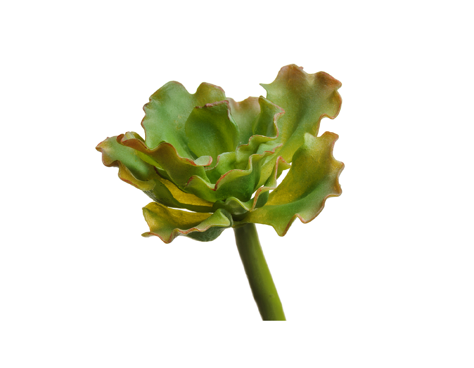 Суккулент Эхеверия Шавиана Трифлс св.зелёно-розовая в-5, ш-8 см 24/96