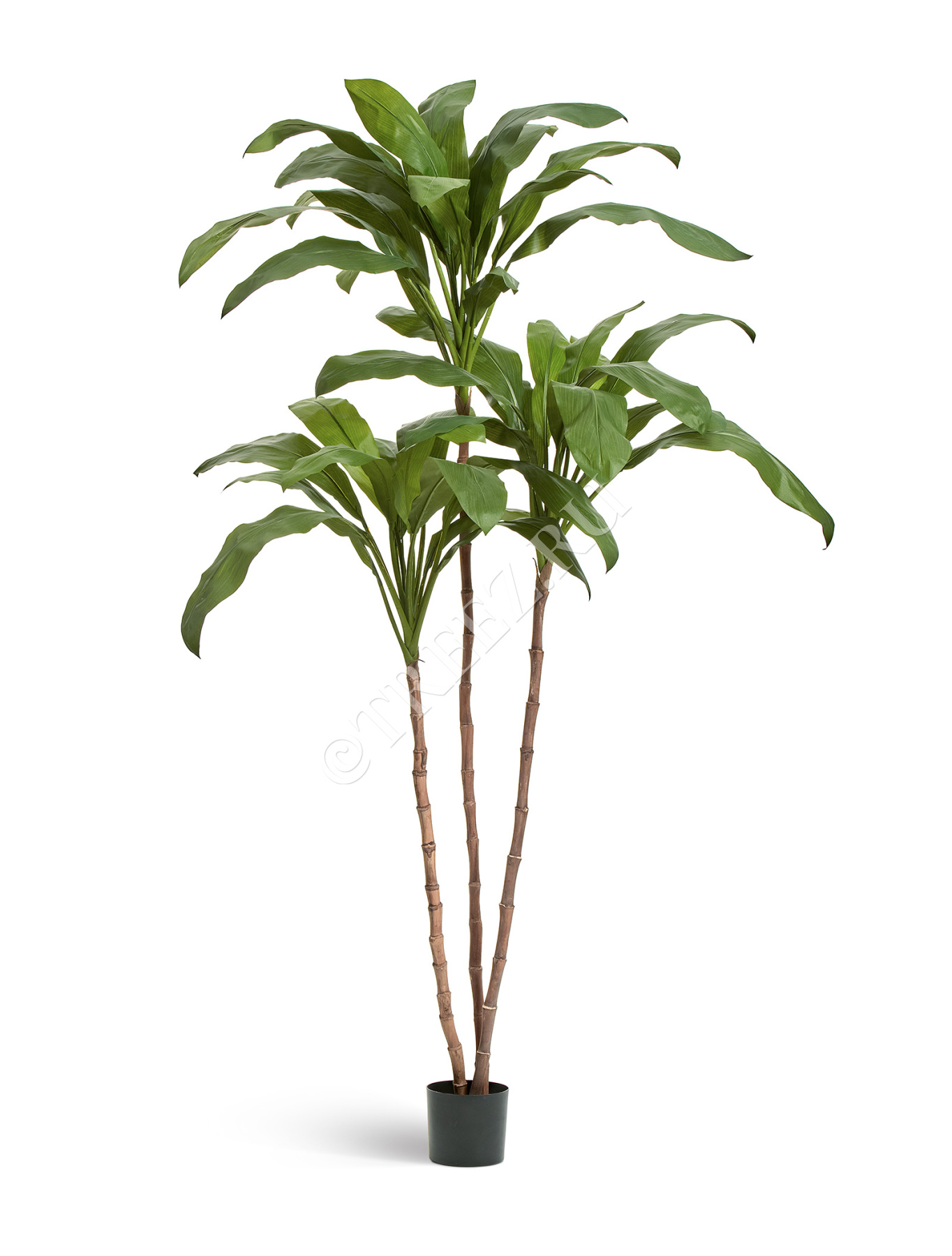 Кордилина Фрутикоза в-210 см 2/2