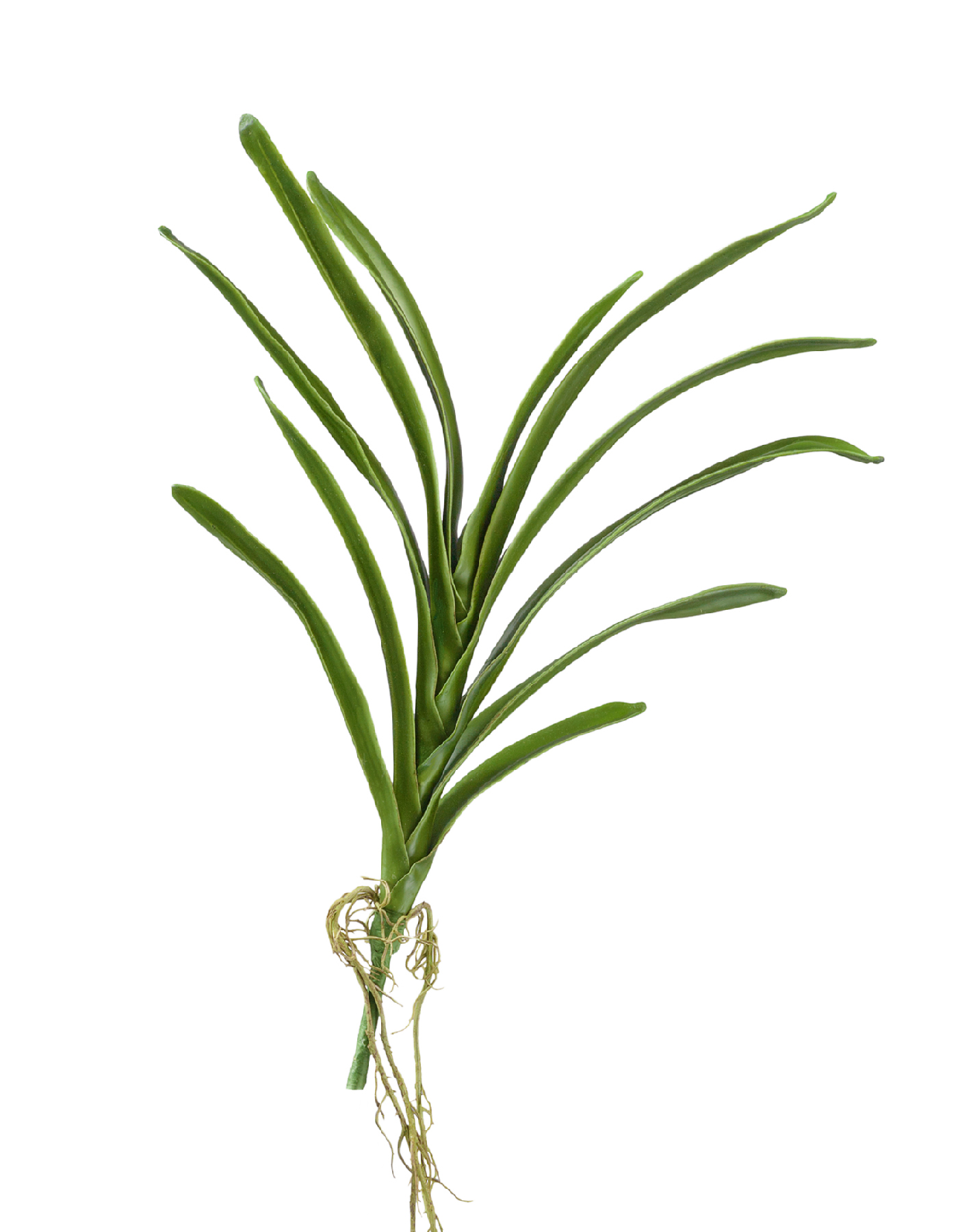 Листья орхидеи Ванды с корнями в-40 см 12/72