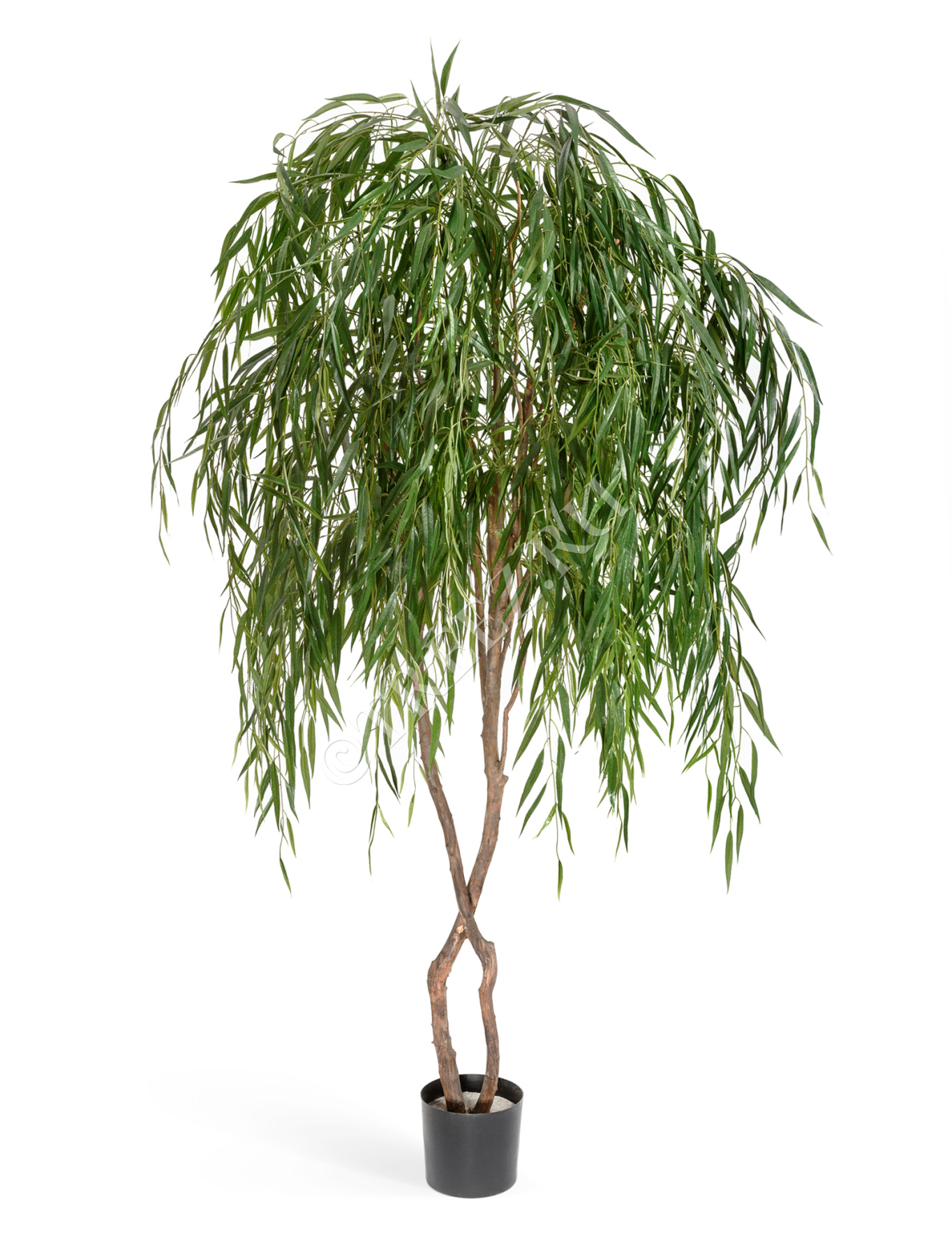 Ива плакучая 240 см 2/2