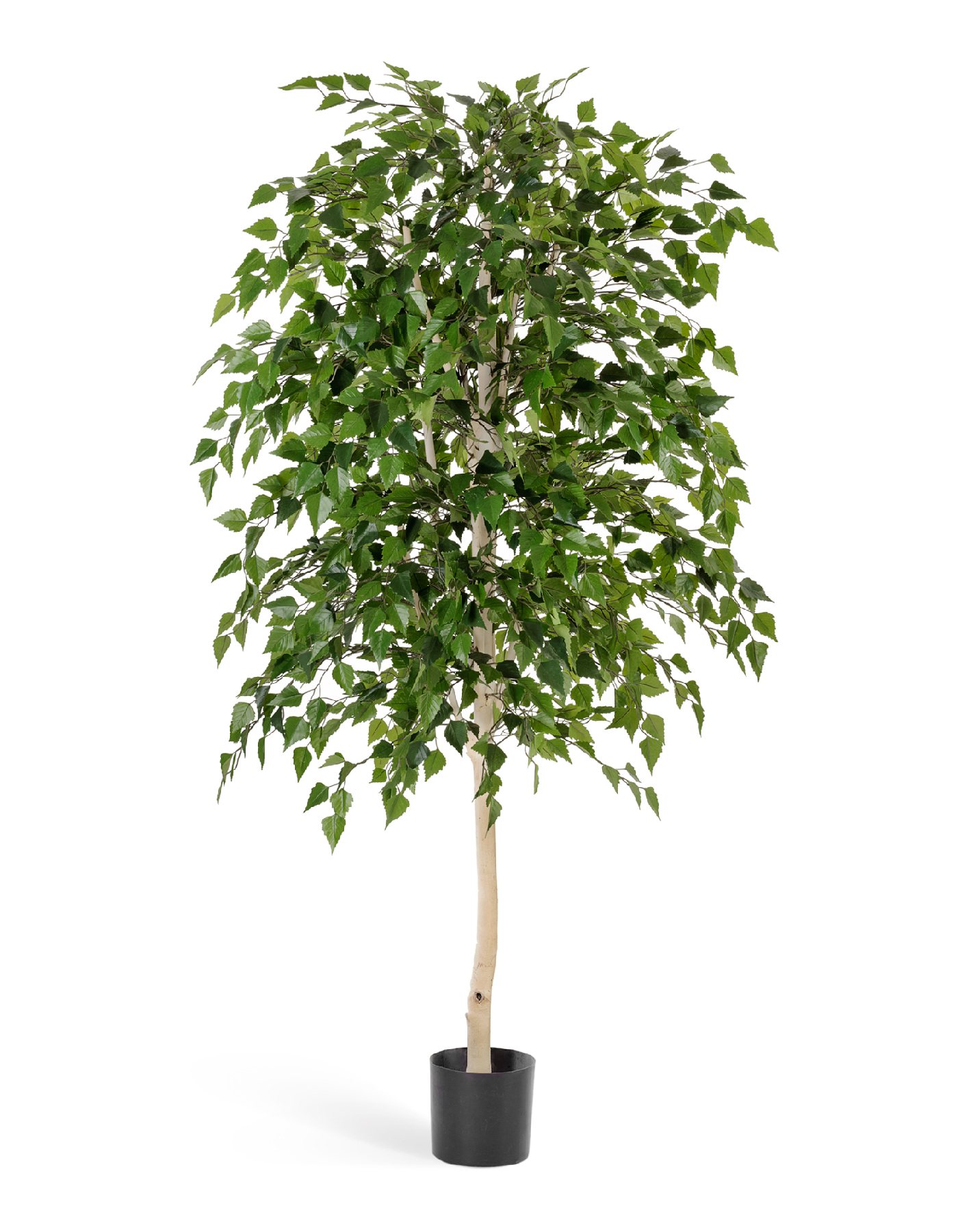 Берёза натуральная 140 см 2/2