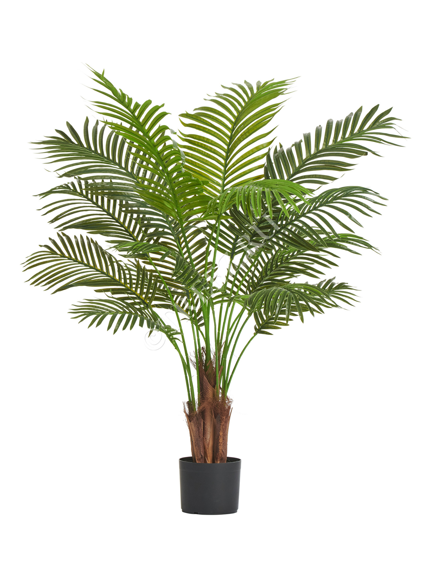 Пальма Арека Хризалидокарпус Нью в-120 см (Sensitive Botanic) 4/4