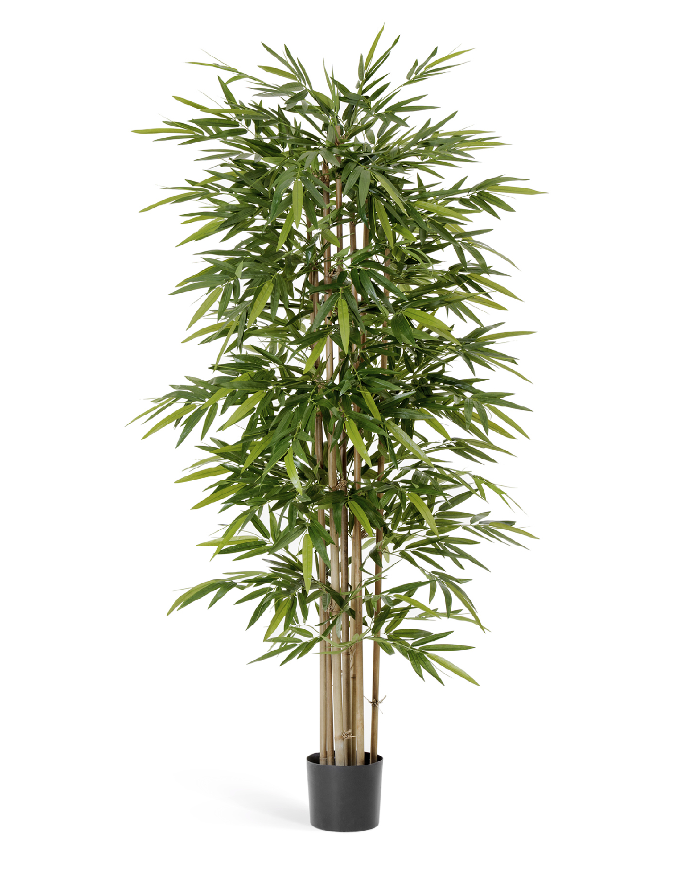 Бамбук Новый 120 см 2/2