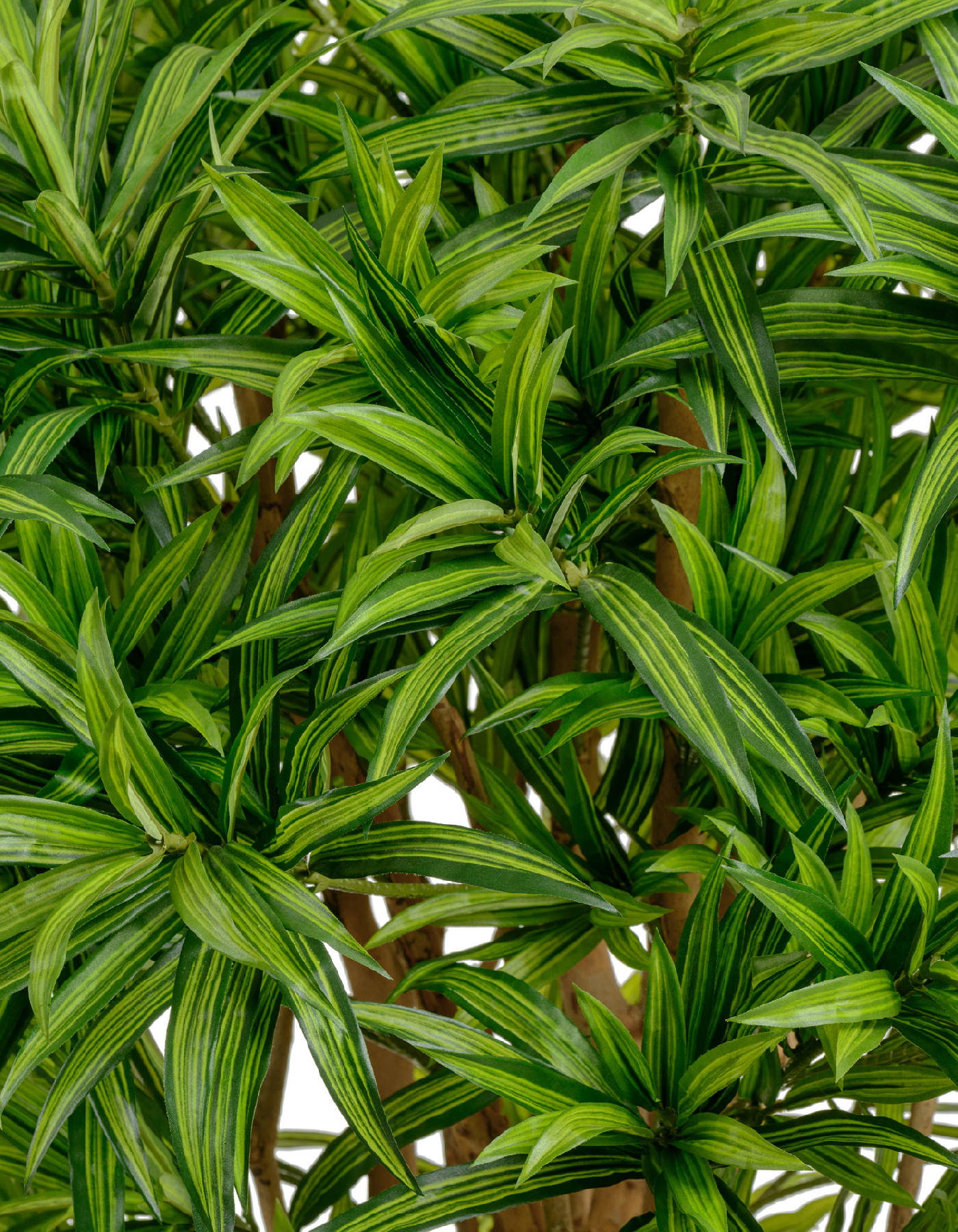 Драцена Рефлекса 120 см 2/2