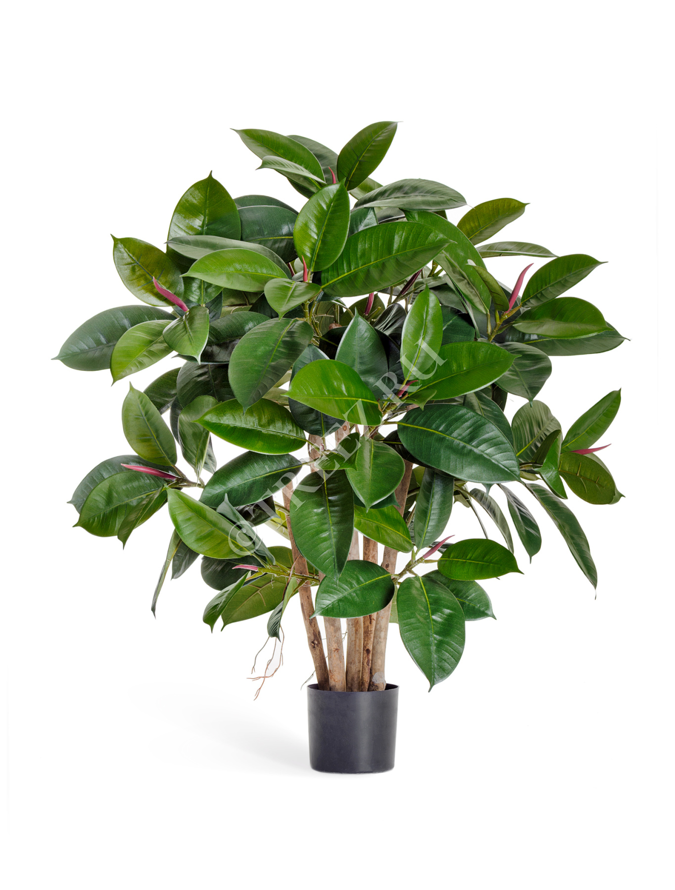 Фикус Эластика куст зеленый в-90 см 2/2