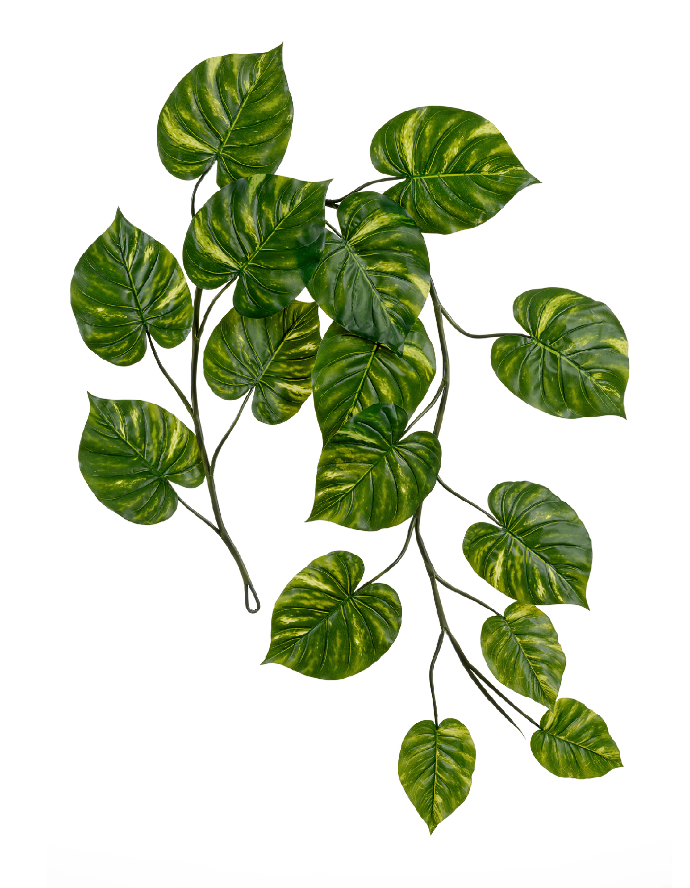 Потос Gigant лиана дл-240 см 15 листов (Sensitive Botanic) 6/24