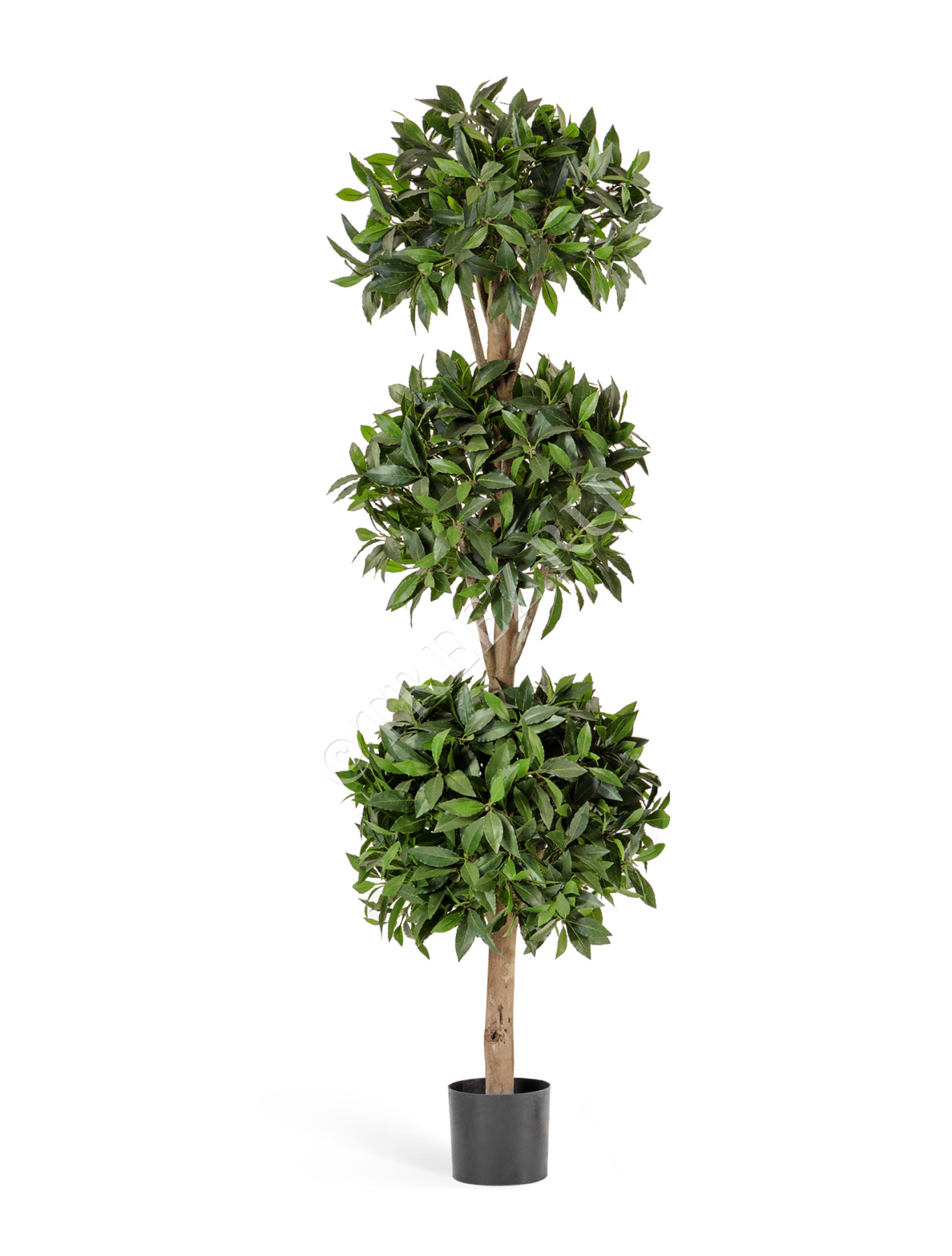 Лавр шар тройной 180 см 2/2