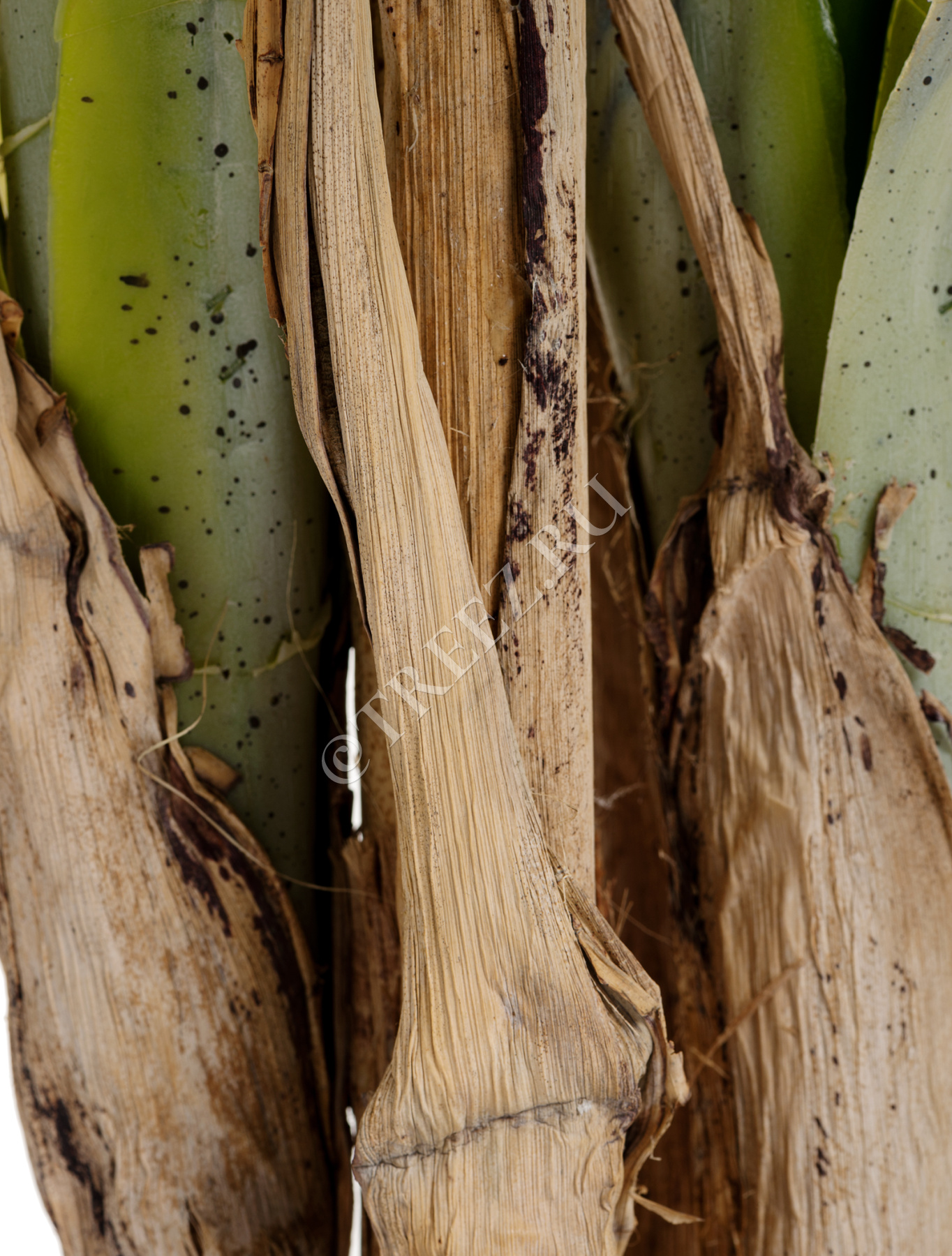 Дополнительные фото 1