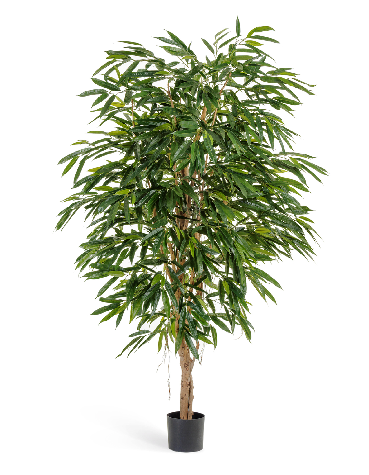 Лонгифолия Роял 150 см 2/2