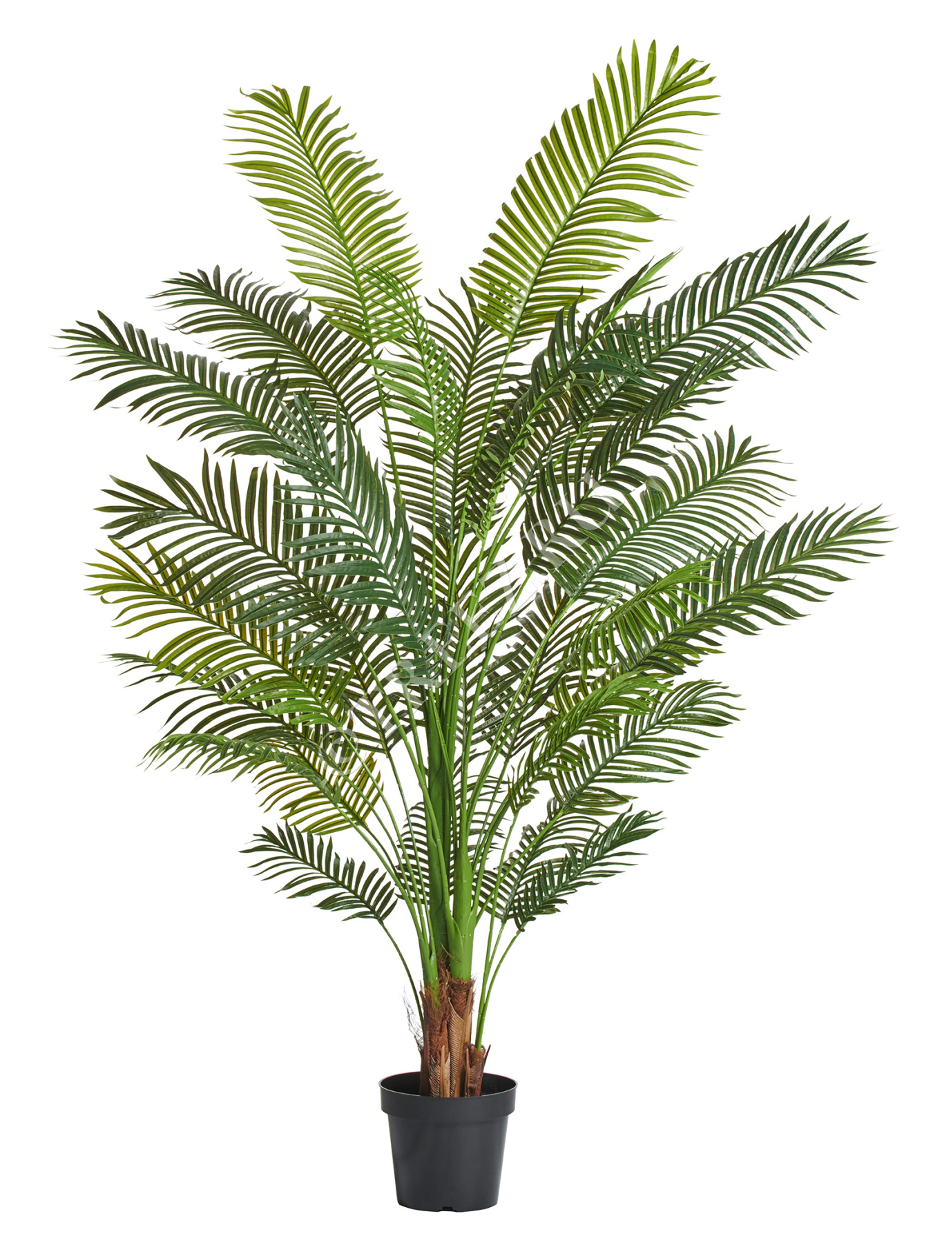 Пальма Арека Хризалидокарпус New в-180 см (Sensitive Botanic) 2/2