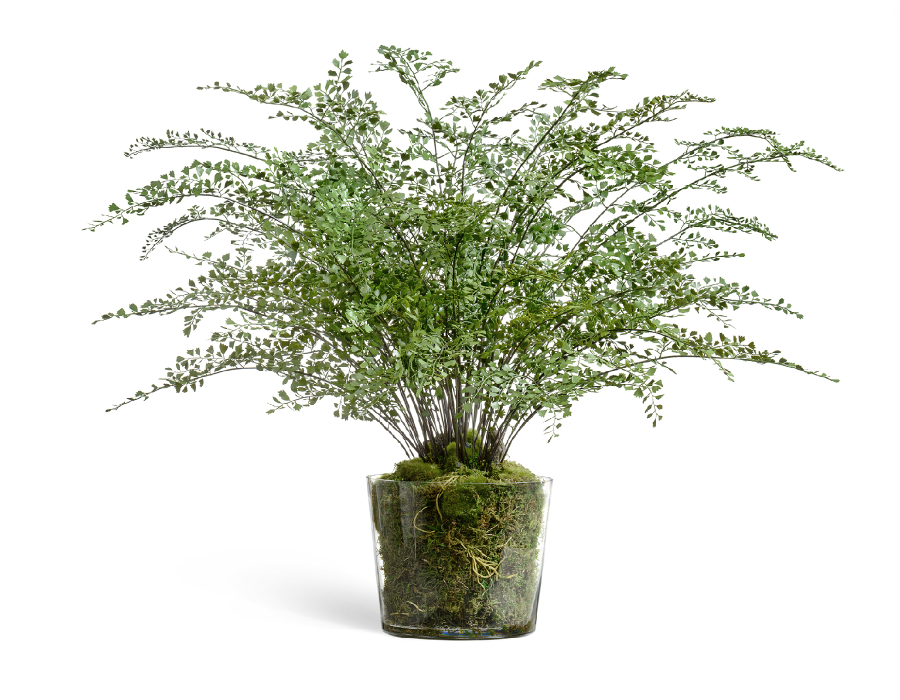 Композиция Папоротник Адиантум в стекле в-78, д-90 см с мхом, корнями, землёй 1/1