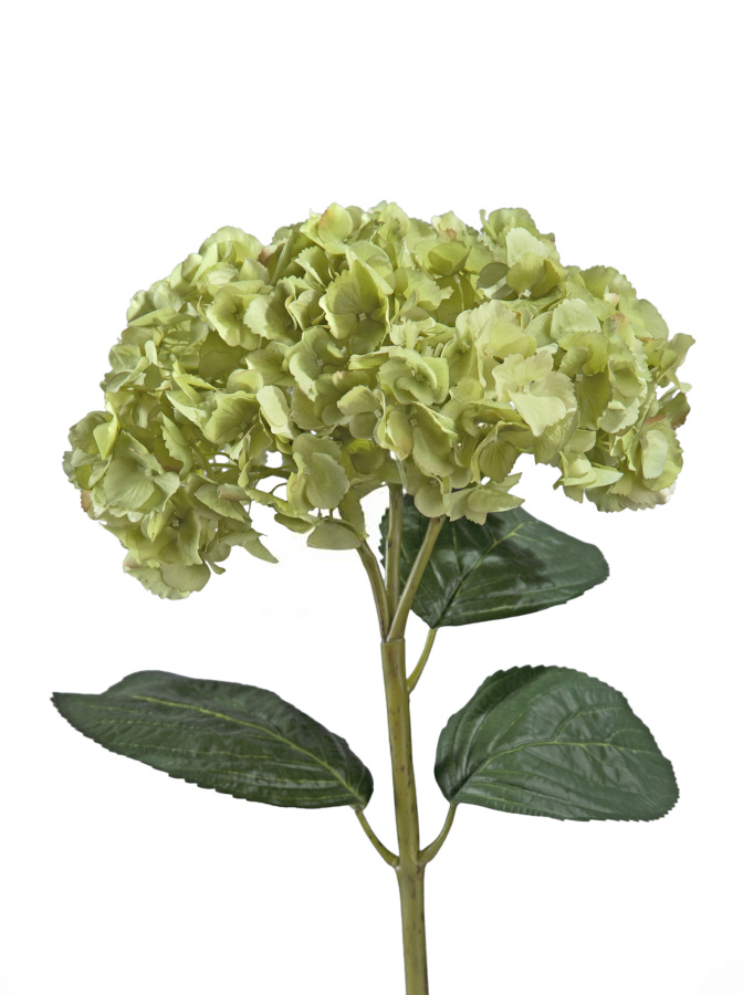 ХХХГортензия махровая светло-зеленая в-45, д-25 см 6/18
