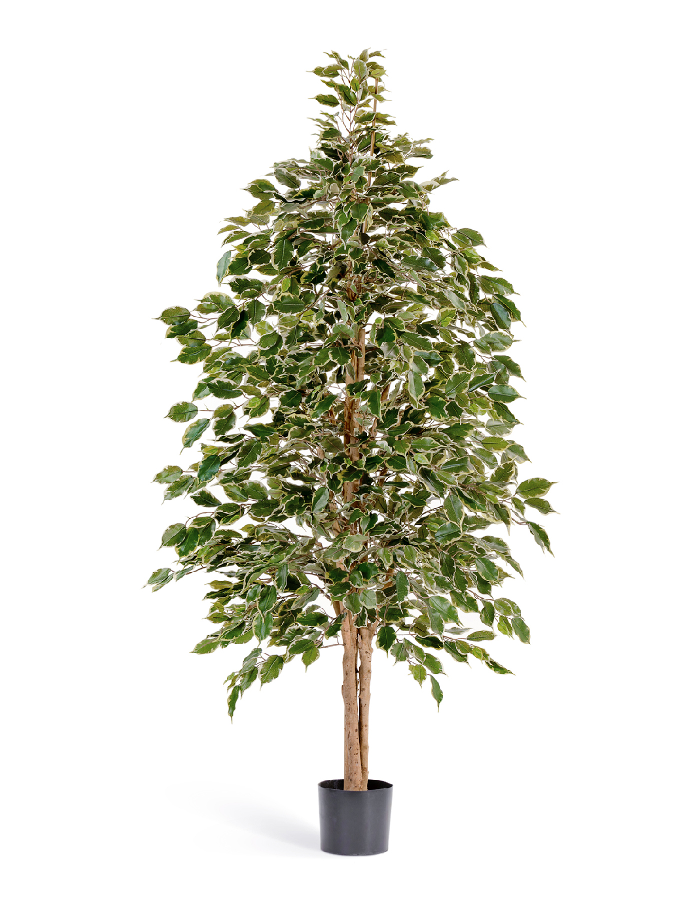 Фикус Бенджамина пестр. натуральный 150 см 2/2