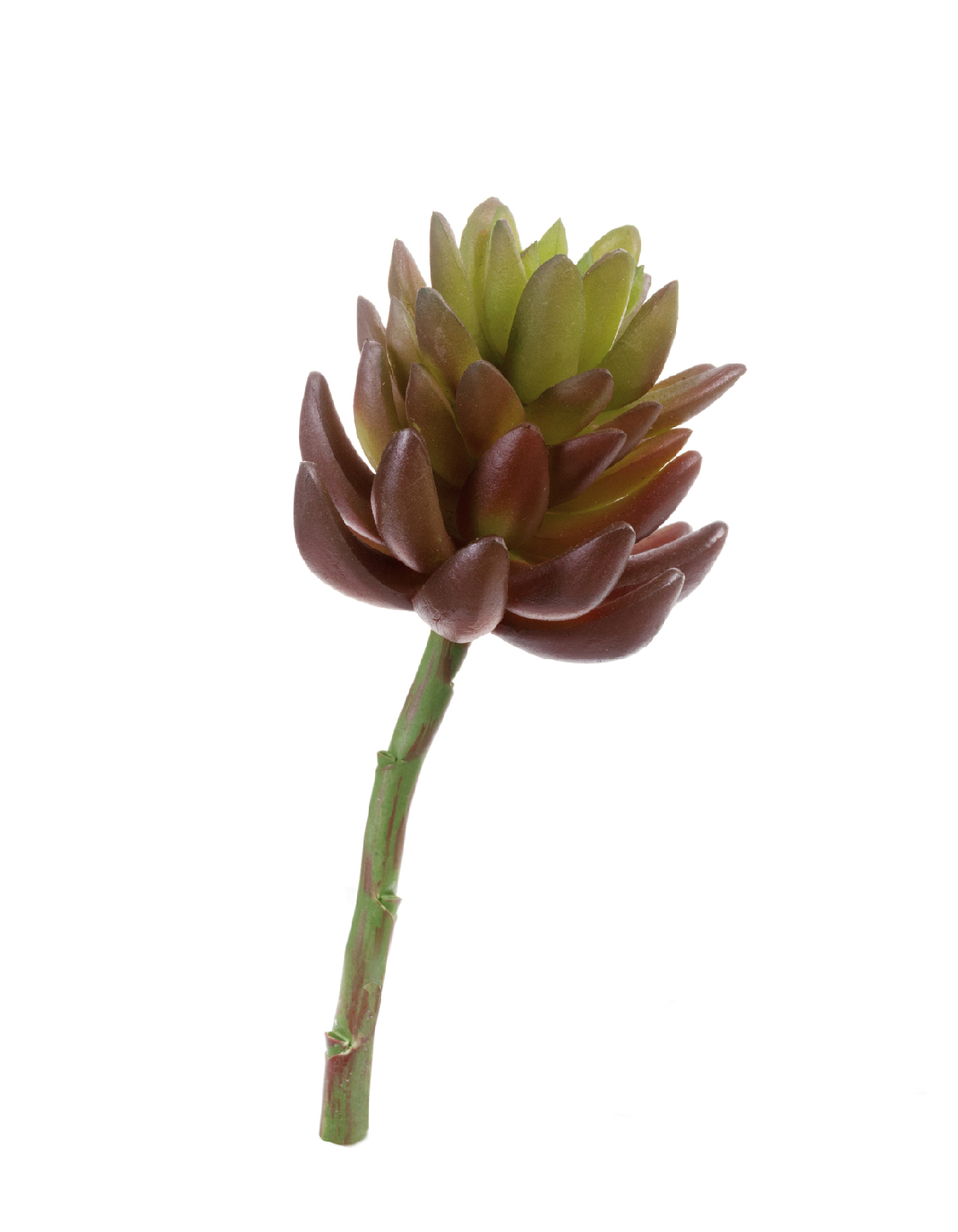 Суккулент Синокрассула большая бордово-зелёная в-7 см, д-7 см 12/144