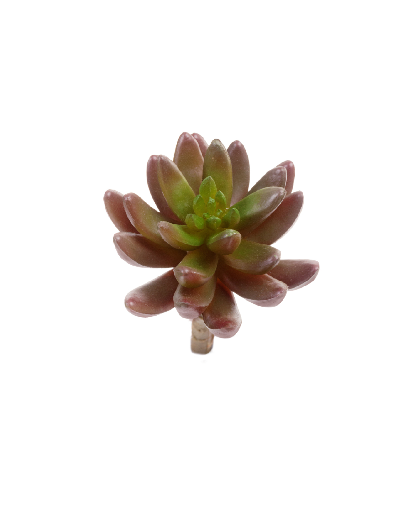 Суккулент Синокрассула бордово-зелёная в-5 см, д-8 см 12/144