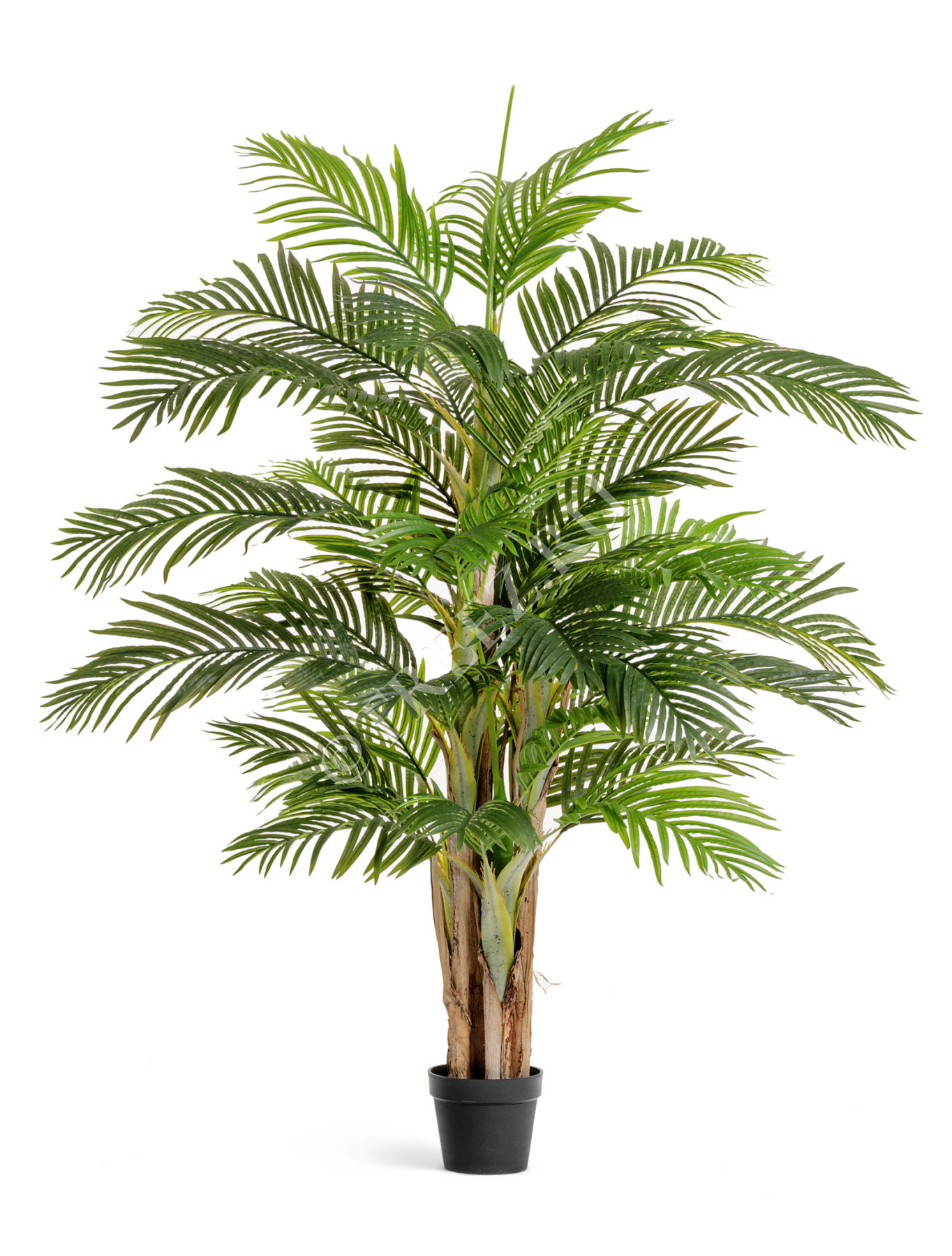 Пальма Арека Катеху де Люкс в-190 см 5 стволов 39 листов (Sensitive Botanic) 2/2