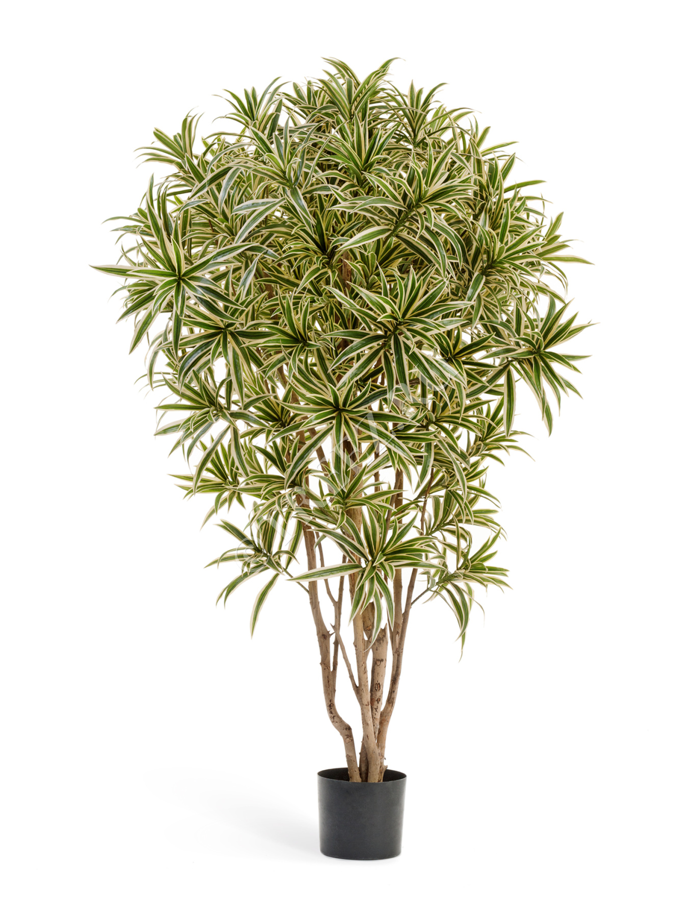 Драцена Рефлекса Ямайка Золотая 145 см 2/2