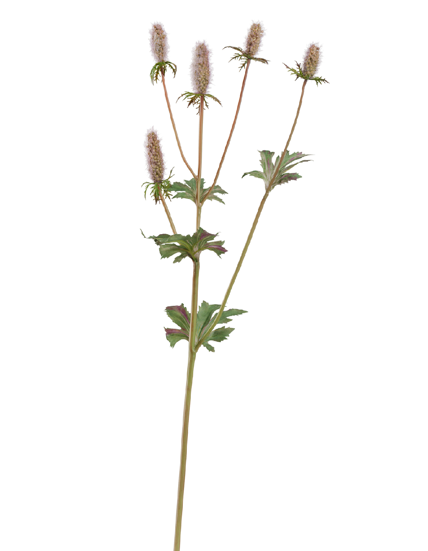 Эрингиум Элегант светло-сиренево-зелёный в-52 см 12/144