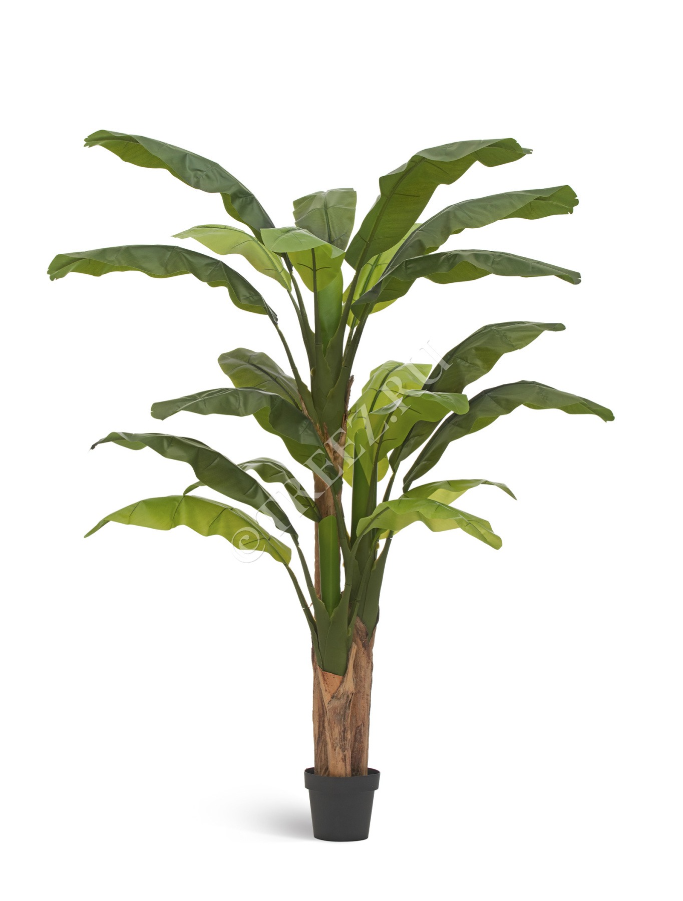 Банановое дерево в-210 см (20 листов и 3 ствола) (Sensitive Botanic) 1/1
