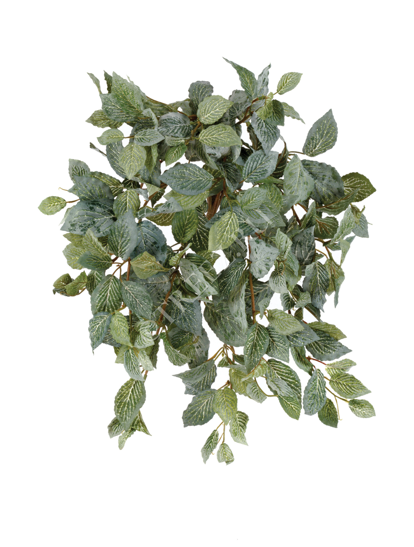 Фиттония Свит ампельная припылённая (204 листа) в-40 см (Velvet Touch)  12/96