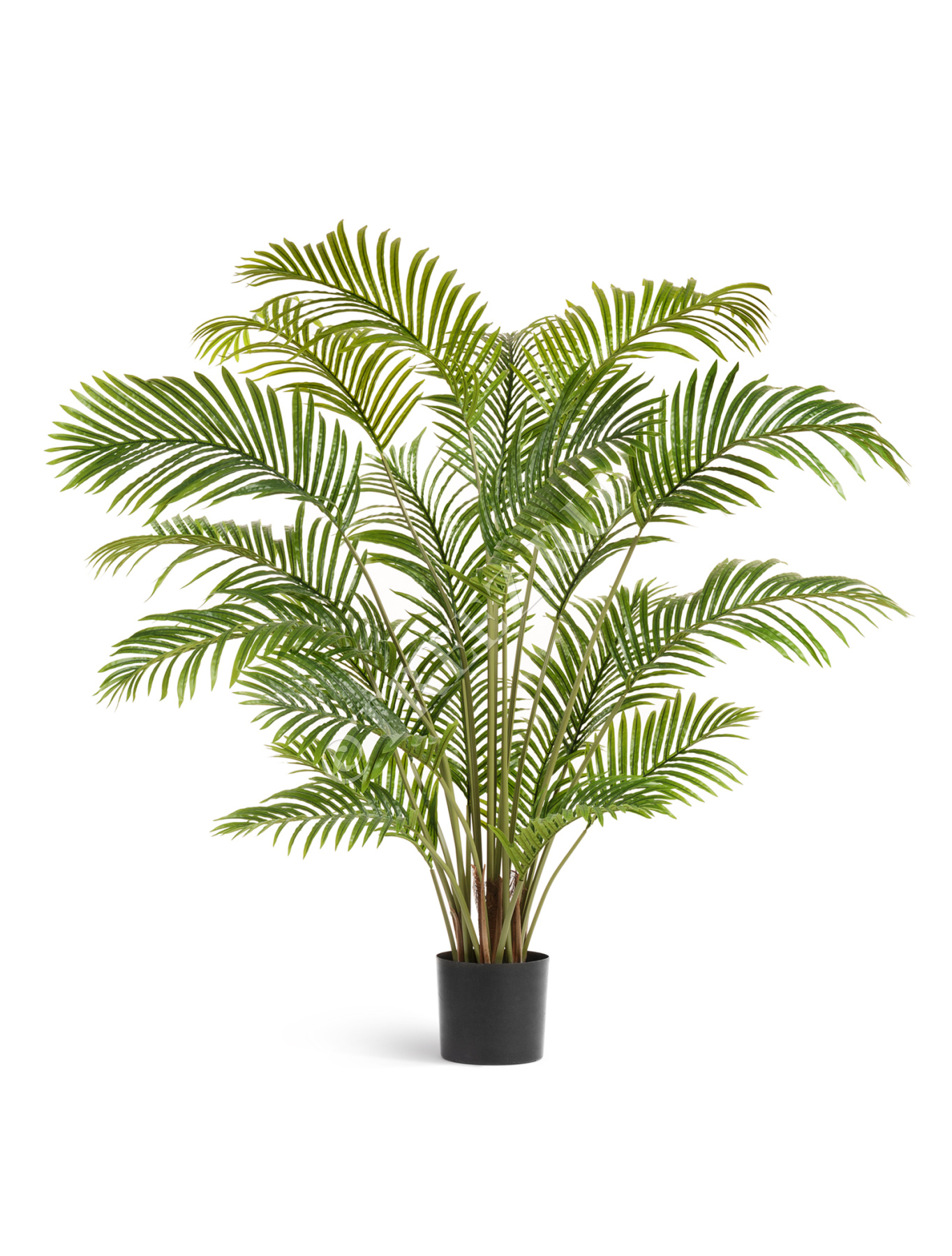 Пальма Арека Хризалидокарпус в-150 см (Sensitive Botanic) 2/2