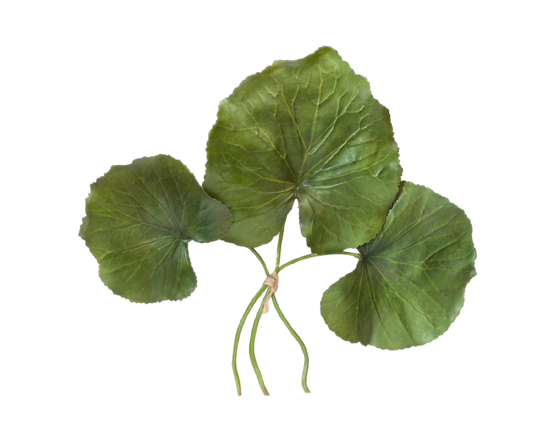 Листы Галакса зелёные 3 шт. в-24, д-от 10 до 12 см 24/96