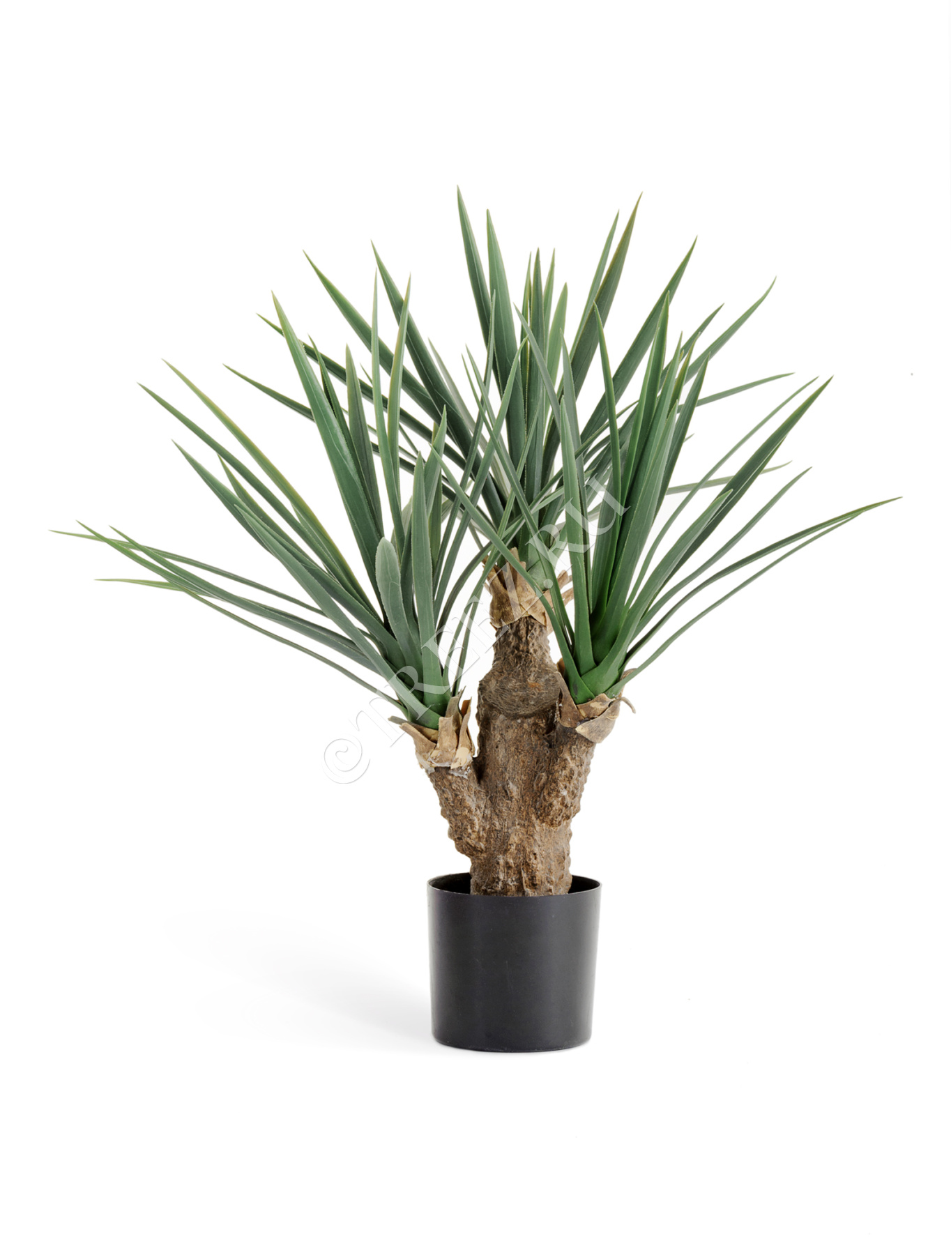 Юкка Рострата Мини 70 см 3 ствола 2/2