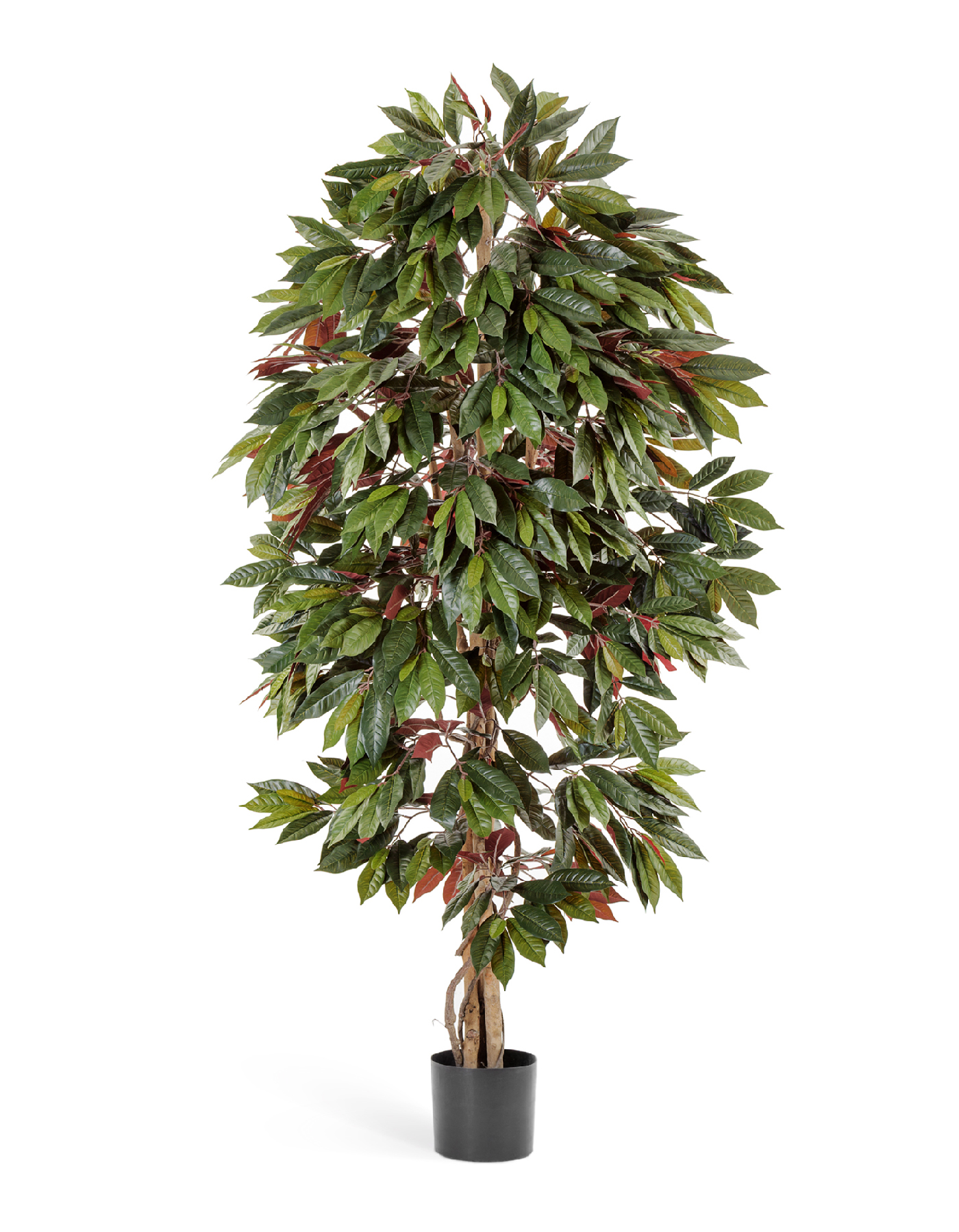 Капенсия 180 см 2/2