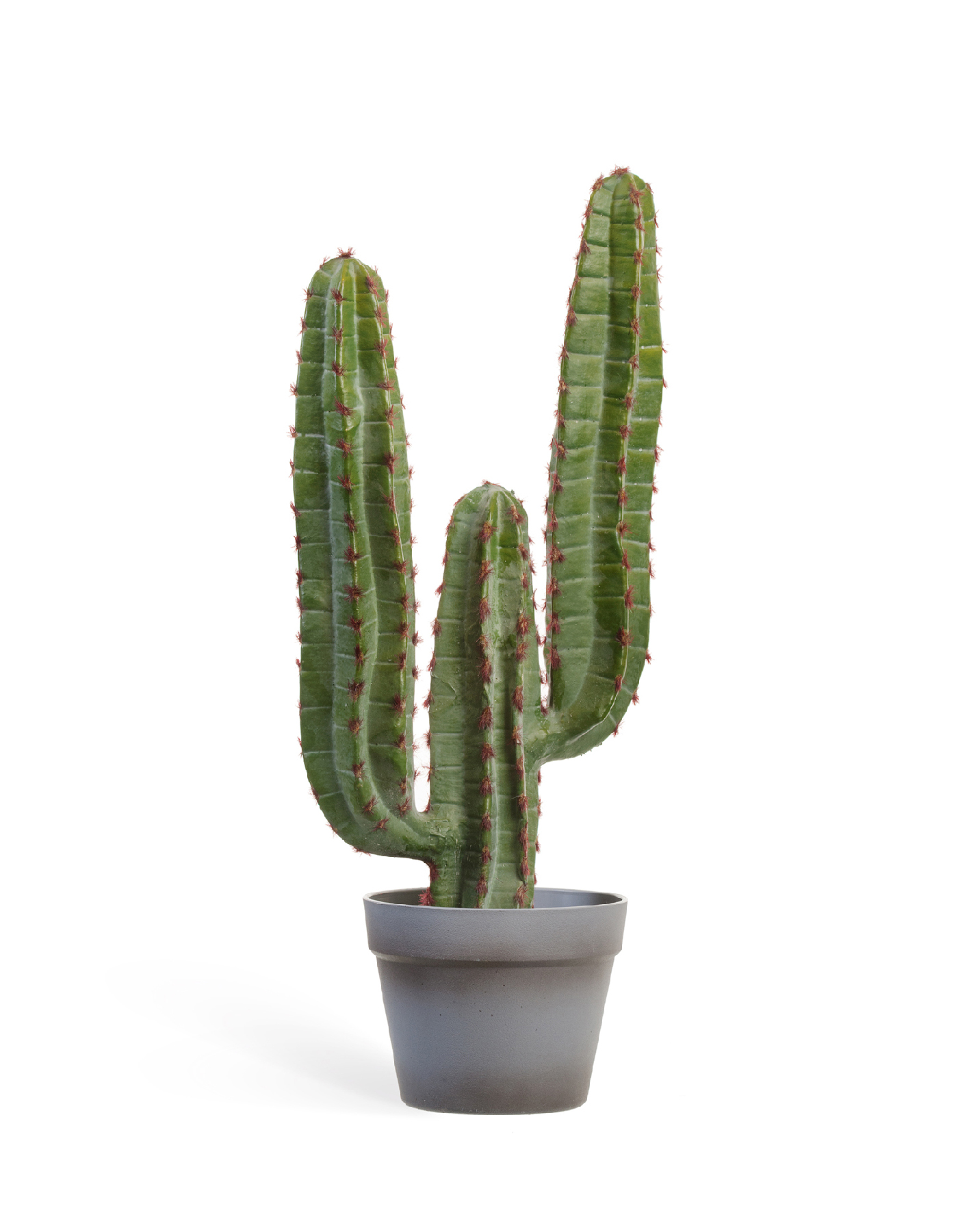 Кактус Цереус Мексиканский в-63, д-27 см 1/4