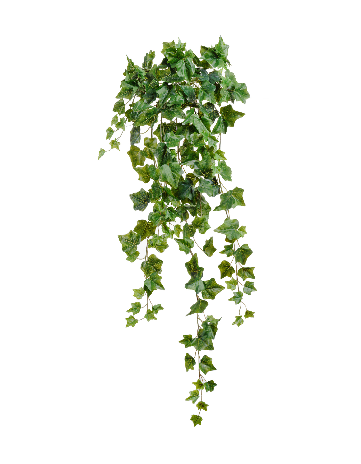 Английский плющ Олд Тэмпл зелёный в-90 см (191 лист) (Sensitive Botanic) 6/36