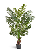 Товар Пальма Арека Хризалидокарпус New в-180 см (Sensitive Botanic) 2/2 добавлен в корзину