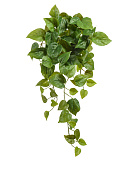 Товар Филодендрон Сканденс ампельный малый (Sensitive Botanic) в-45 см добавлен в корзину