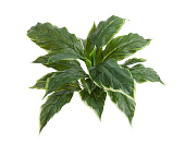 Товар Хоста Соу Свит зелёная с белой каймой д-45/50 см, в-30 см (Sensitive Botanic) 12/96 добавлен в корзину