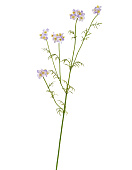 Товар Ранункулюс Полевой нежно-розово-сиреневый в-71 см, 3 ветки 12/96 добавлен в корзину