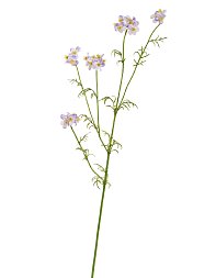 Ранункулюс Полевой нежно-розово-сиреневый в-71 см, 3 ветки 12/96