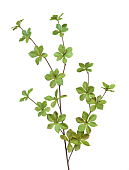 Товар Ветвь Барбариса нежно-зеленая в-98 см 12/60 добавлен в корзину