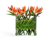 Товар ХХХКомпозиция Стрелиции в Листах в стекле с водой 47 см 1/2 добавлен в корзину