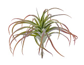 Товар Тилландсия розетка св.зелёная с бордо припылённая в-12 см, д-25 см 6/36 добавлен в корзину