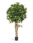 Товар Шеффлера зонтичная зелёная 110 см 2/2 добавлен в корзину