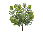 Товар Суккулент Седум куст зелёный в-11, д-12/15 см 12/192 добавлен в корзину