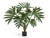 Товар Филодендрон Селло куст в-60 см, д- 85 см (6 листов) 2/2 добавлен в корзину