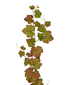 Товар Виноградная гирлянда зелёная с прожилками бордо 230 см 6/48 добавлен в корзину