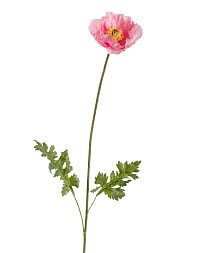 Мак Ширли светло-розовый в-64 см, 1 цв. в-6 см д-10 см 12/96