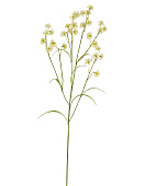 Товар Астранция Вайлд бело-зелёно-лимонная в-80 см, 3 ветки 12/72 добавлен в корзину