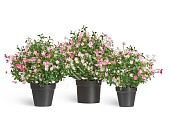 Товар Полевые цветы микс куст Малый нежно-розовый с белым в-36 см, д-35 см 6/18 20.0224072RS-S добавлен в корзину