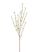 Товар Ветка Спиреи белая большая в-165 см 12/72 добавлен в корзину