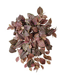 Товар Фиттония Свит ампельная зелёно-розовая (174 листа) в-40 см 12/96 добавлен в корзину