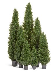 Туя уличная Брабант пушистая в-150 см 2/4