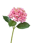 Товар Гортензия "Grande Fiore" ярко-розовая в-70, д-21 см 6/36 добавлен в корзину