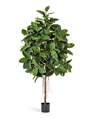 Товар Фикус Эластика 180 см 2/2 добавлен в корзину